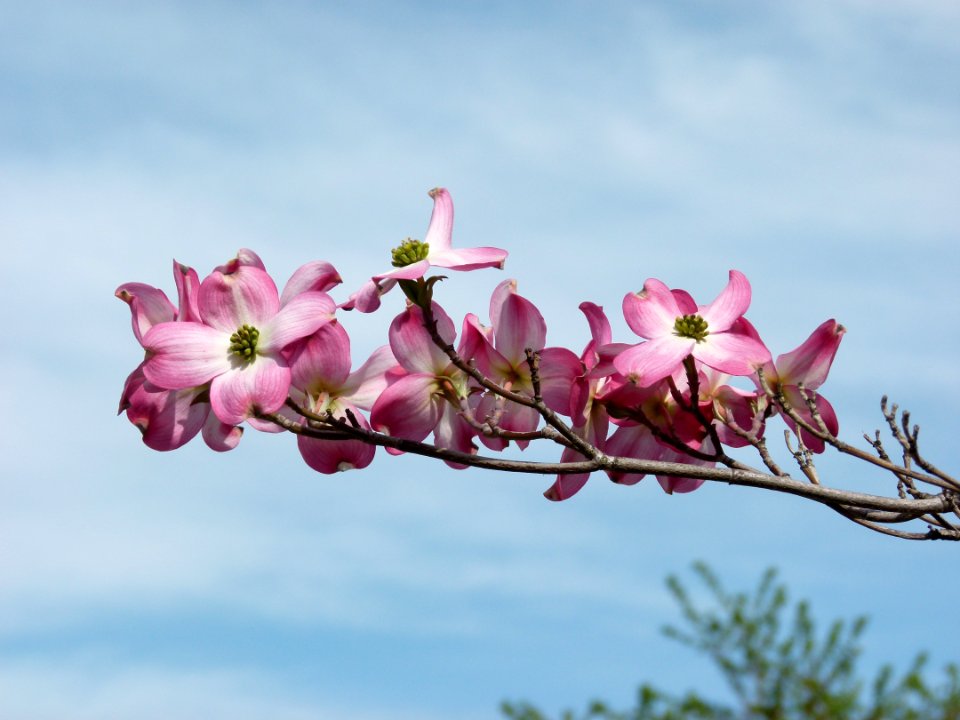 Flower, Pink, Spring