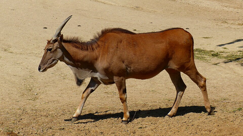 Horns animal world nature