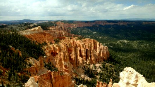 Forest, Trees, Canyon