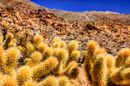 Cactus, Desert, California desert photo