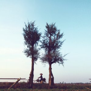 Duonglieu gallery, Vietnam,  tree