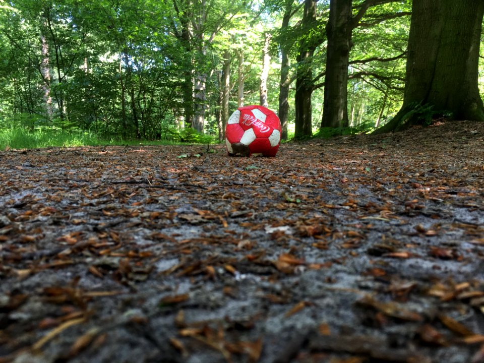 Trees, Ball, Forest