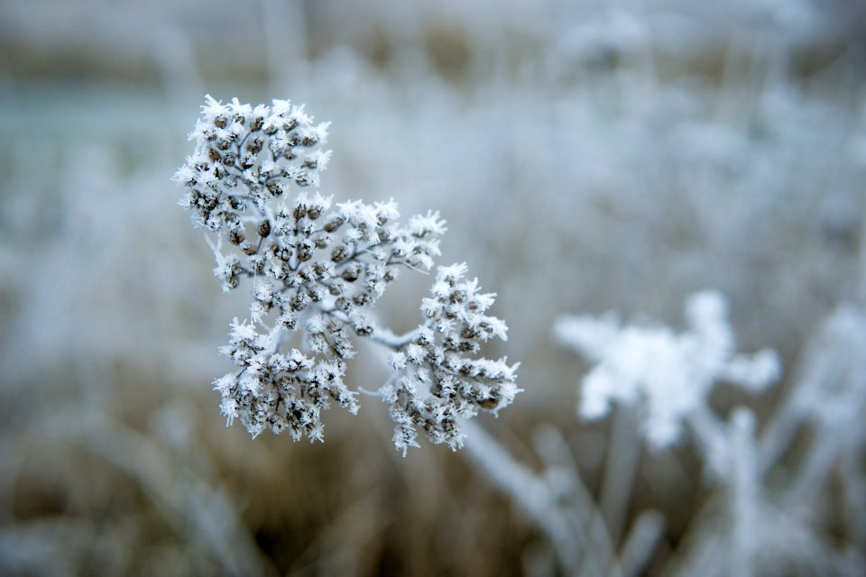 Christmas, Flower, Snow