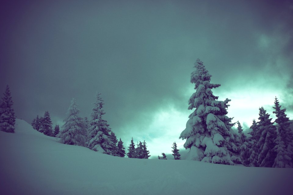 white and black trees close-up photography