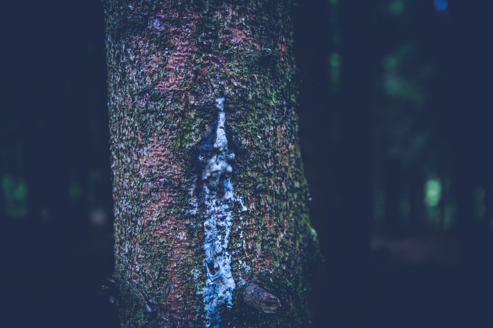 Baumwipfelpfad bayerischer wald, Neuschnau, Germany