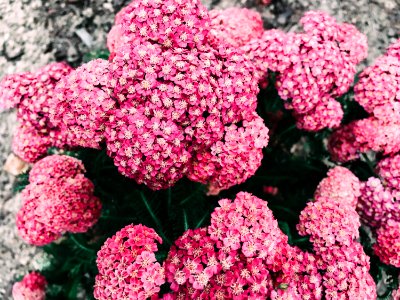 Pink, Boquet, Scape