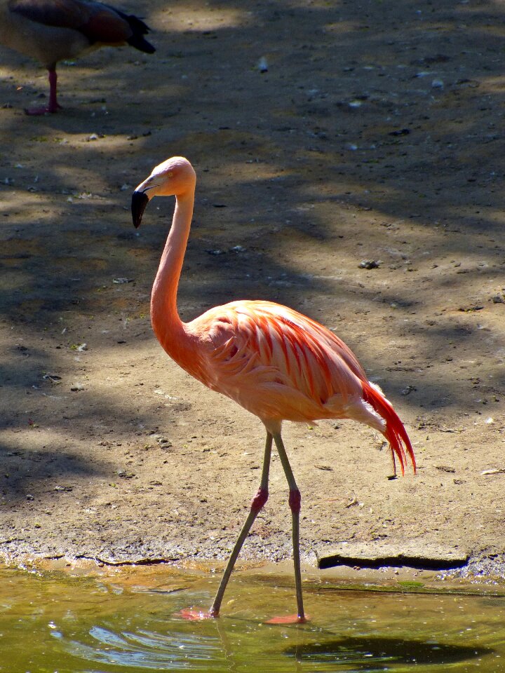 Pink feather plumage