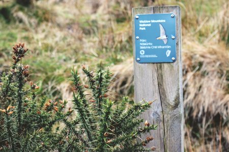 Lough dan, Ireland, Wood