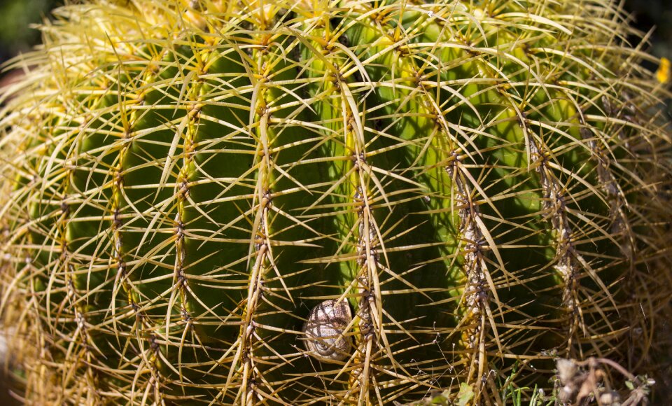 Thorns trapped skewers
