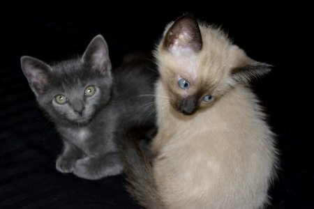 Kittens photo