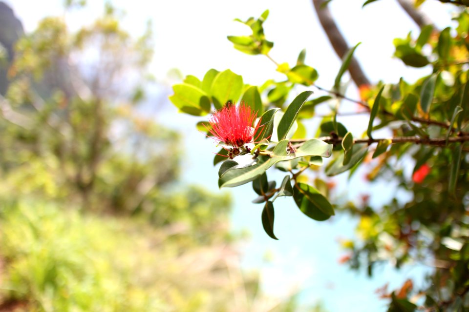 Kapaa, United states, Hawaii