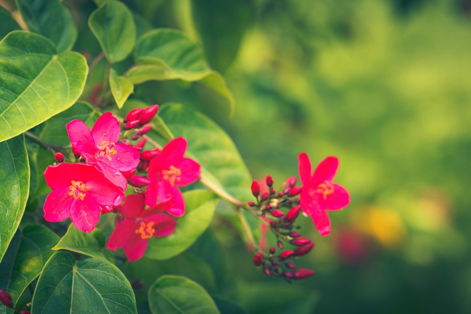 Kapaa, United states, Tropical