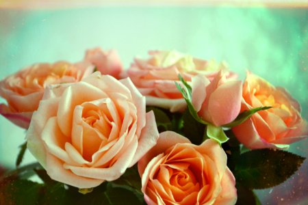 Peach, Blue, Rose photo