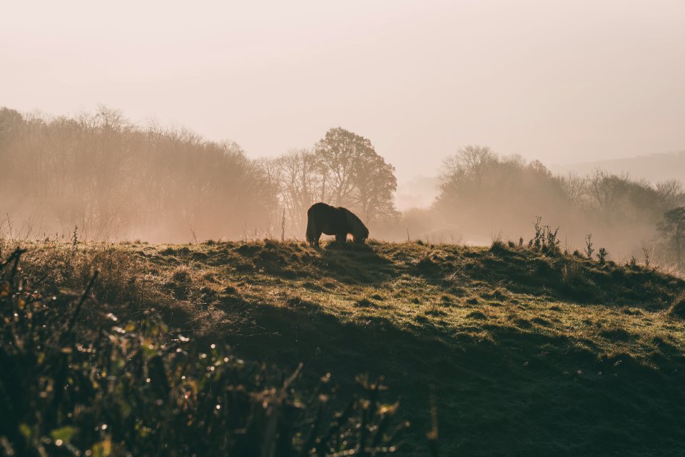 4-legged animal standing on grass photo