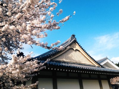 Blue, Tree, Religion