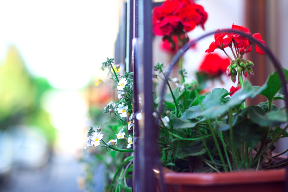Lviv, Ukraine, Windowsill