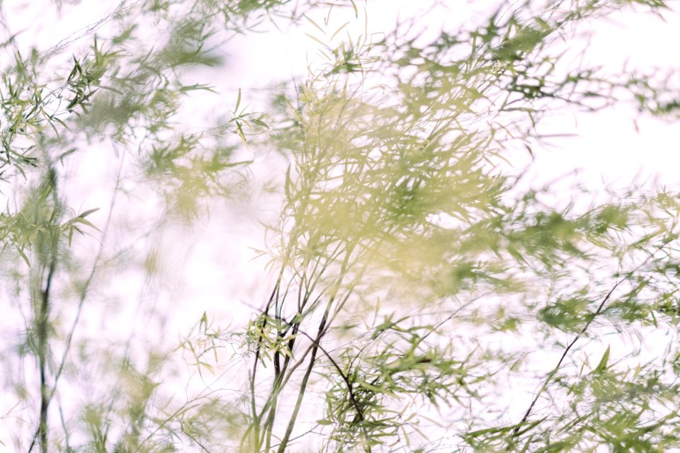 Wallpaper, Branch, Trees