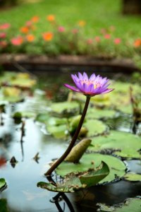 purple waterlily in bloom during daytime photo