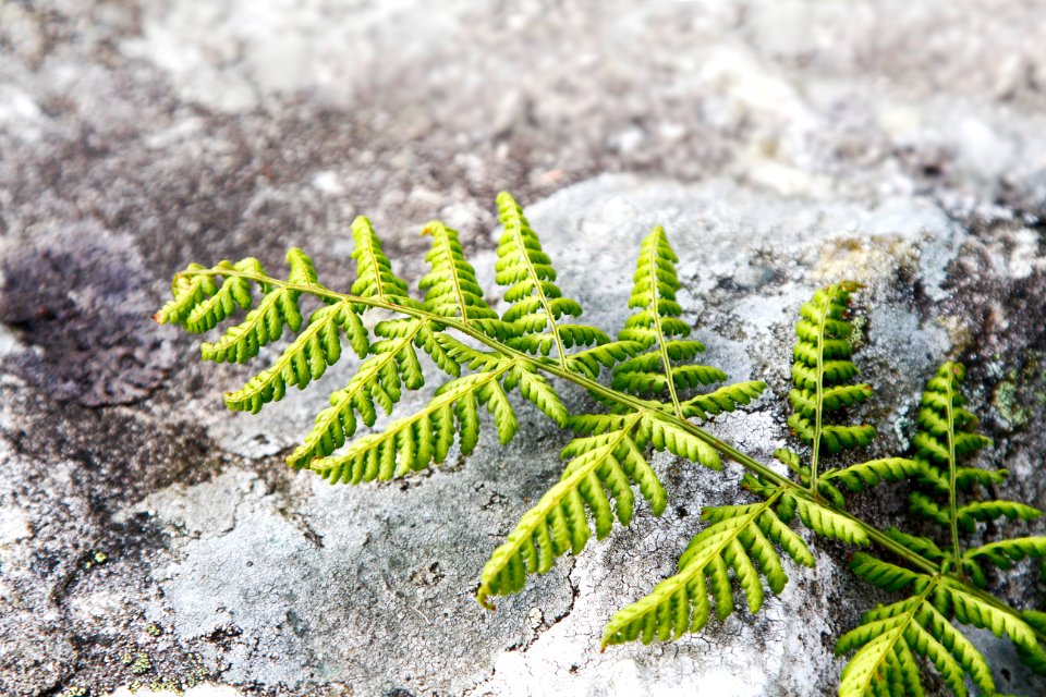 Nature, Norway, Green