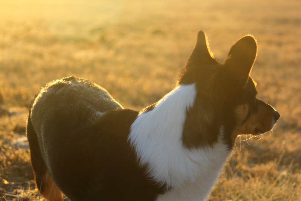 Sunrise, Farm, Corgi
