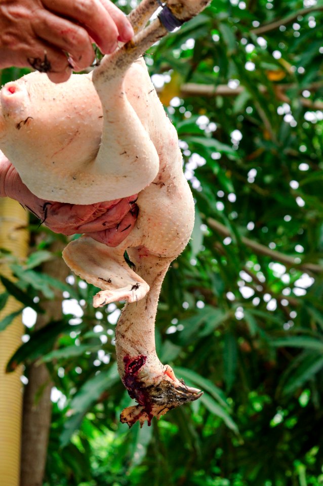 Caracol, Colombia, Die