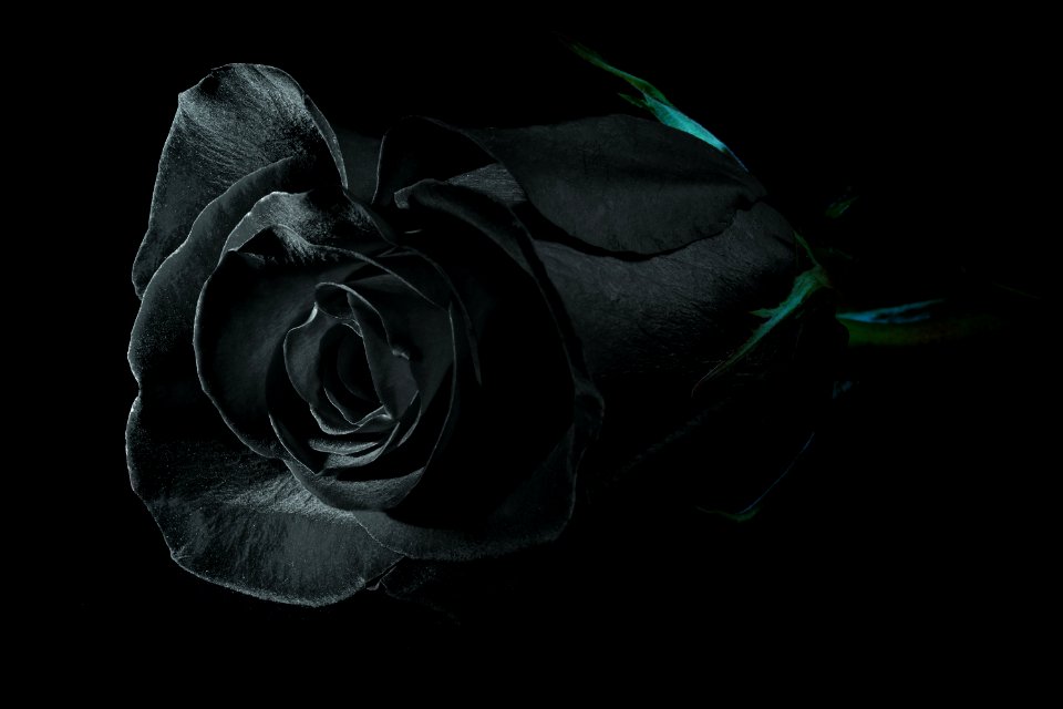 Flower, Black, Rose