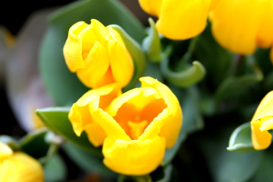 Brockport, United states, Easter