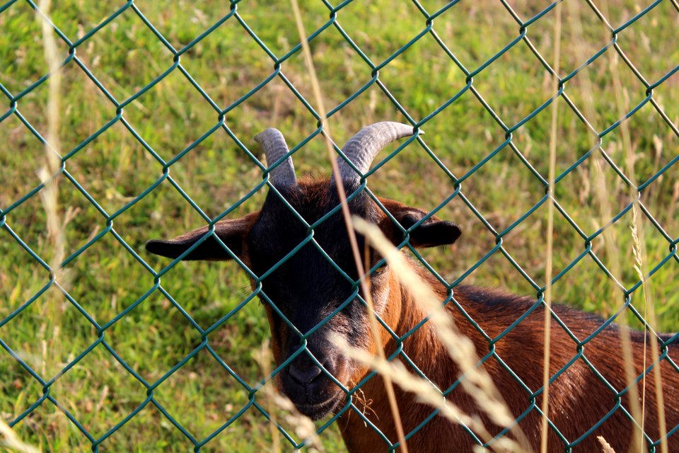 Animal, Nature, Goat