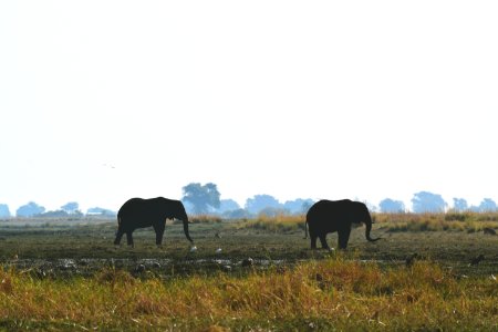 Botswana, Chobe national park, Silhouette photo