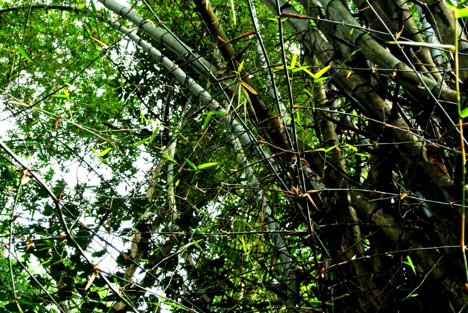 Nature, Trees, Bamboo
