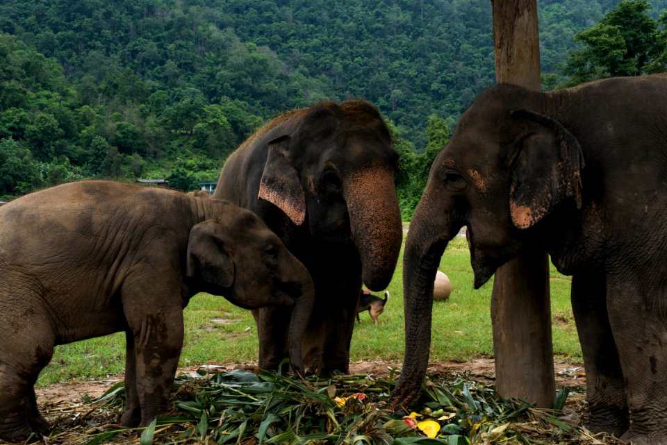 Thail, Family, Travel
