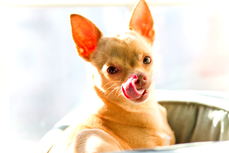 Treat, Tongue, Hungry
