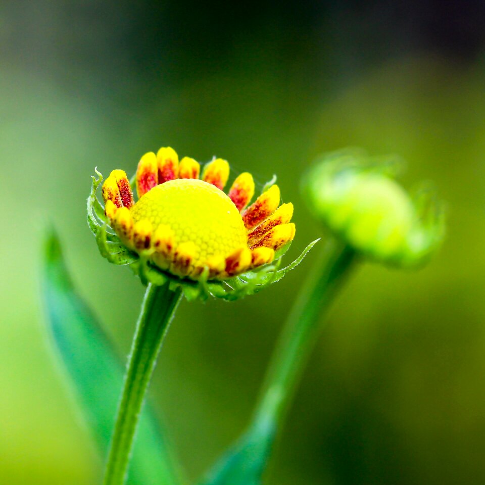 Nature blossom bloom