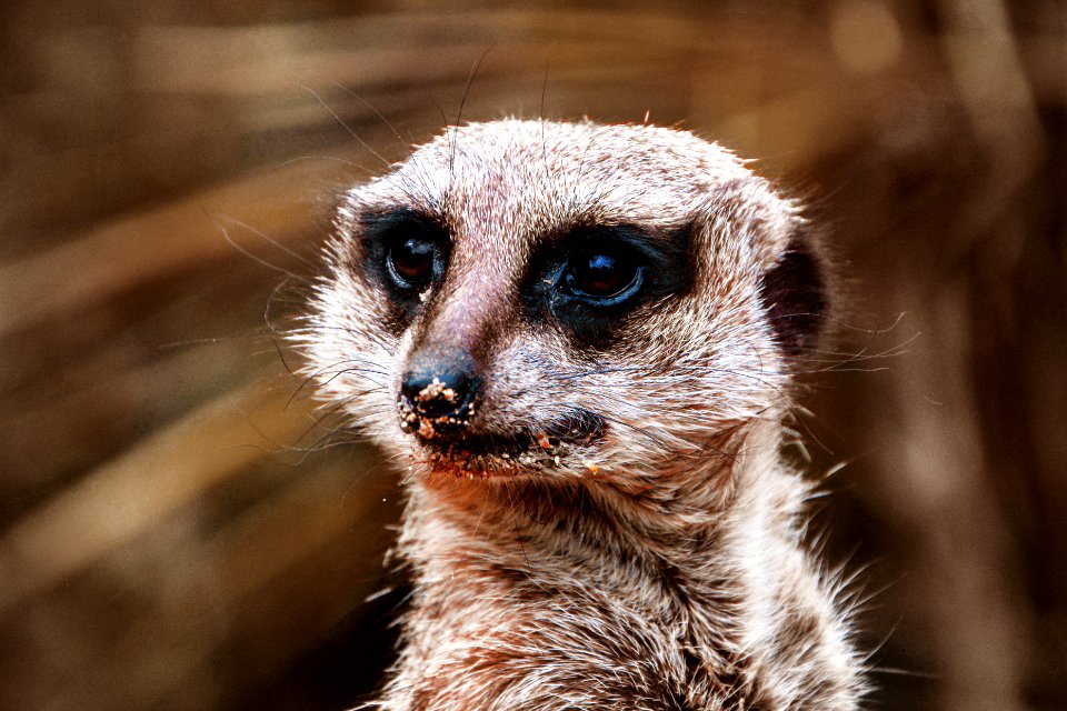 Zooparc de beauval, Saint aignan sur cher, France photo