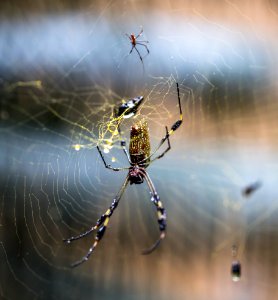 black and brown spider on web in close up photography during daytime photo