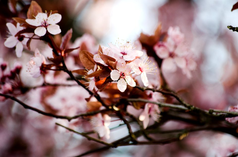 Bloom, Pink, Outdoors