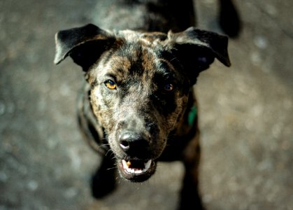 Portrait, Dog