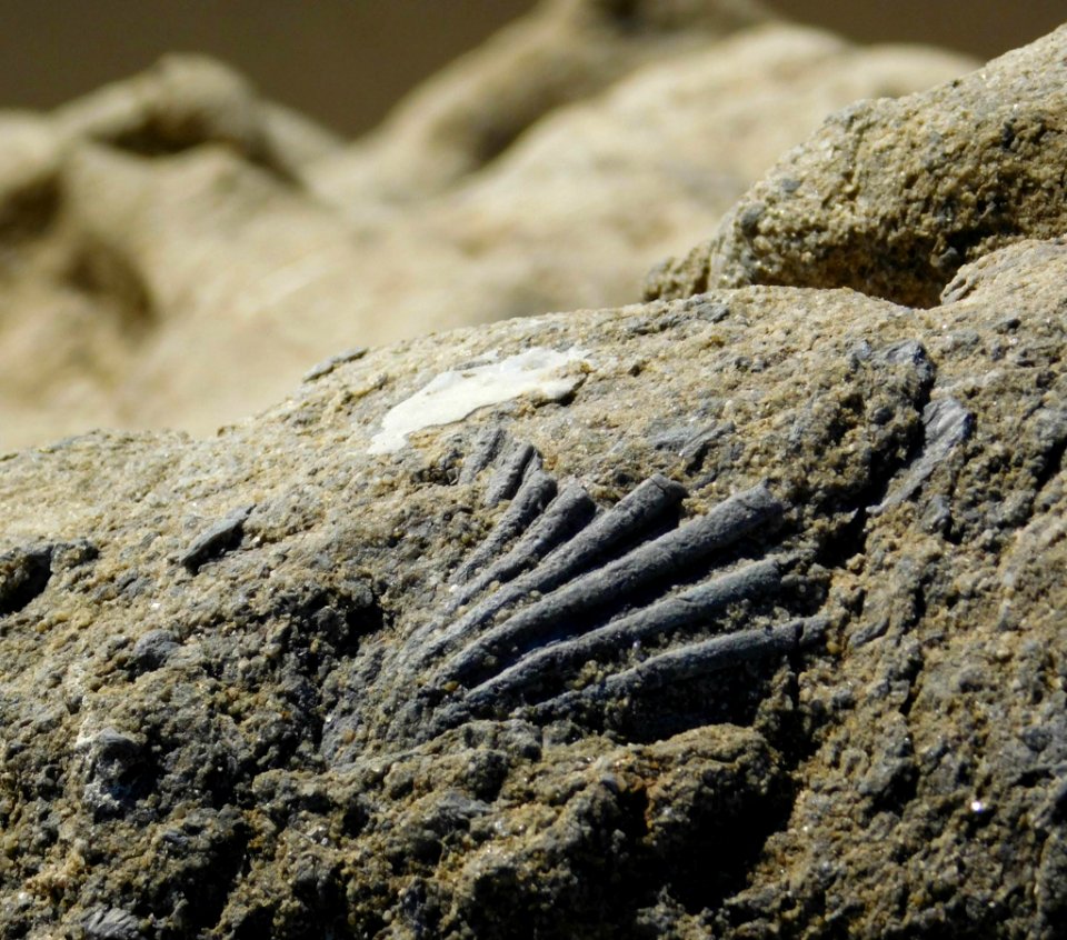 Malibu, United states, Shell