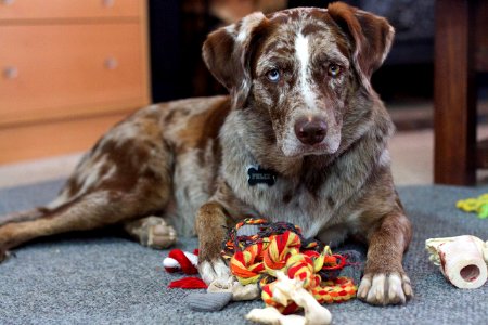 Strawberry, United states, Dog photo