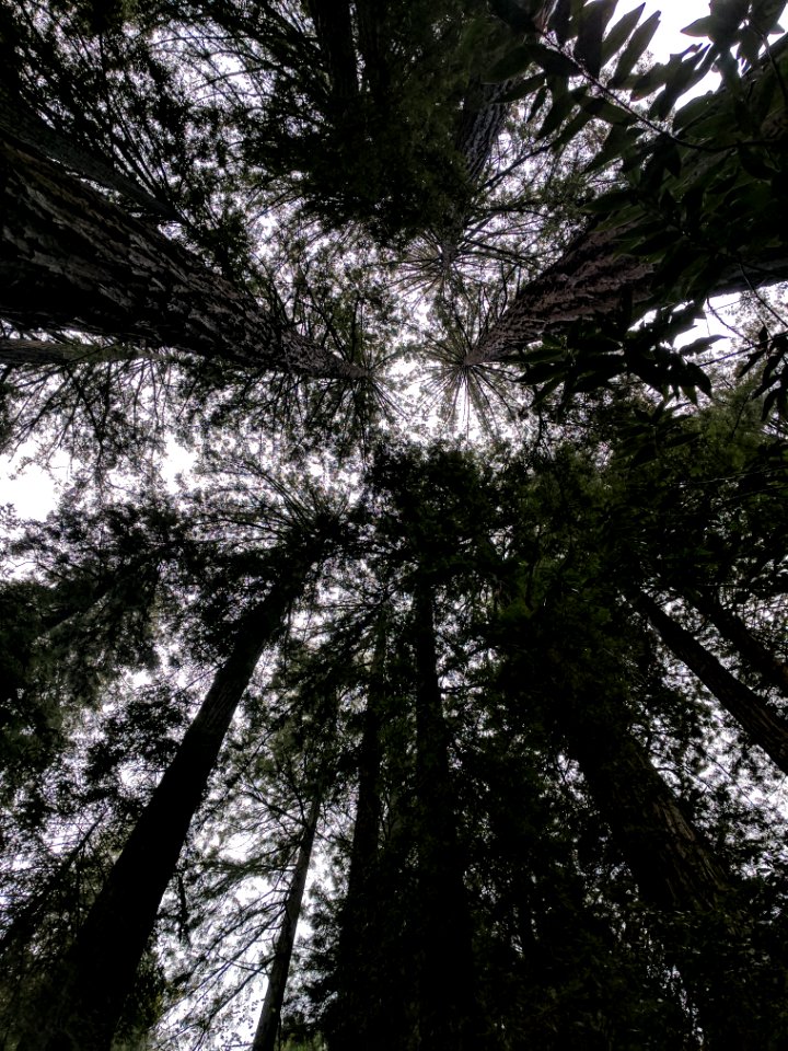 Muir woods national monument, Mill valley, United states