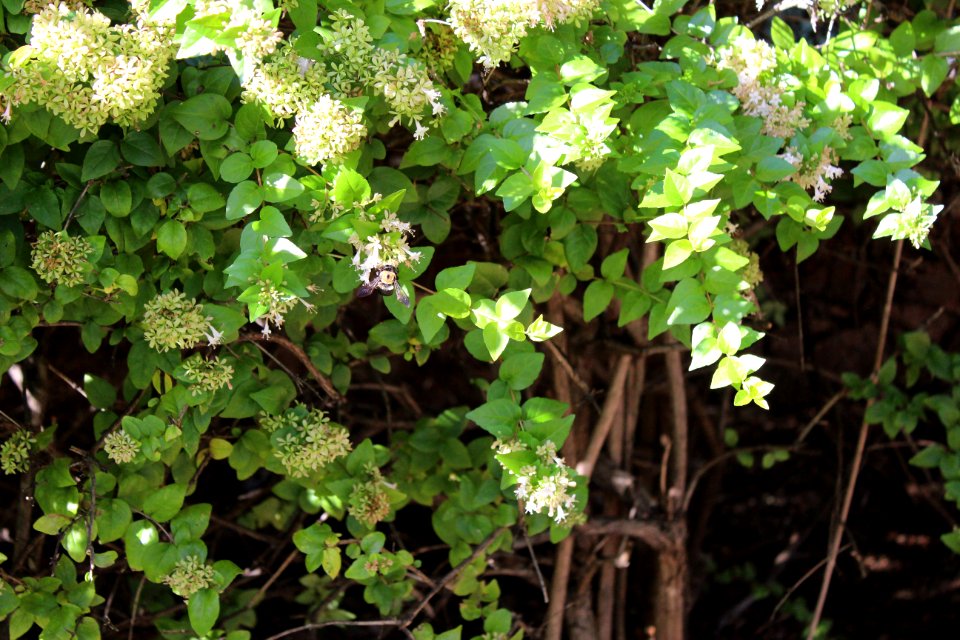 Bees, Flowers, Trees