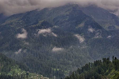 Tosh, India, Trees