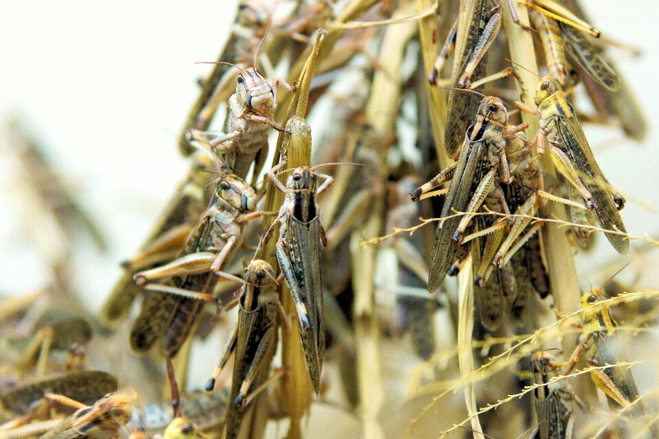 Insect wildlife botany