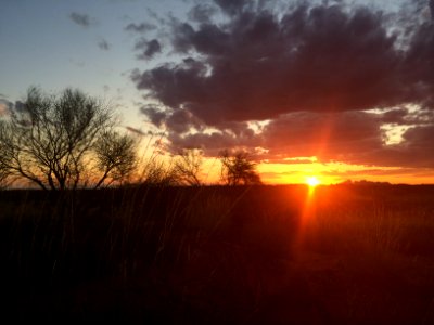 Silhouette, Central australia, Sunrise