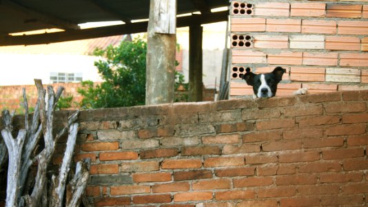 Fartura, Brazil, Wood