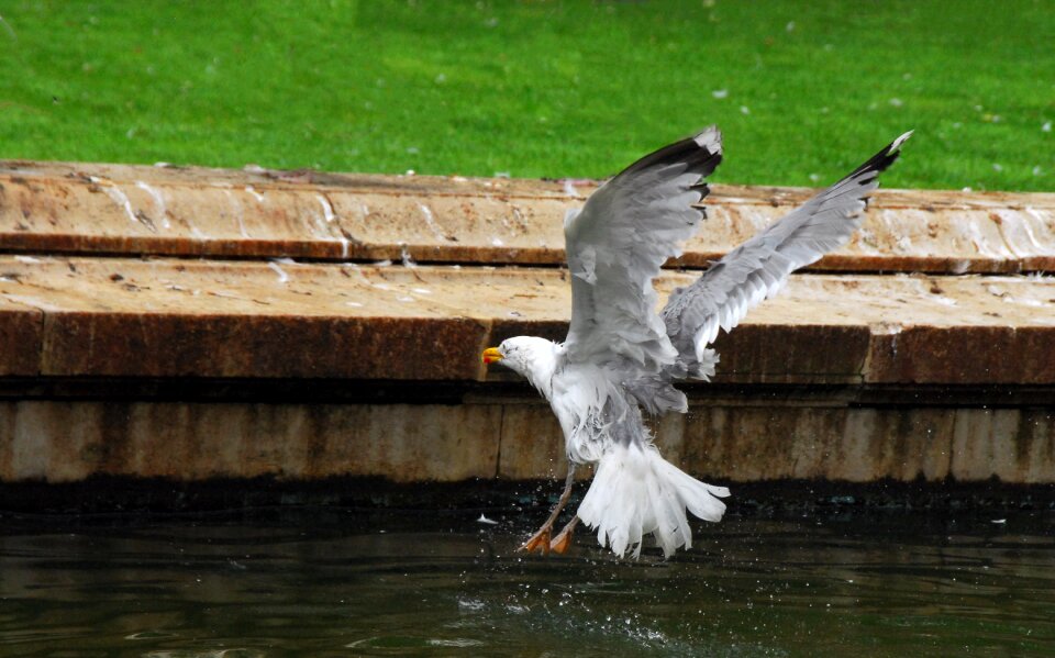 Nature wing flight