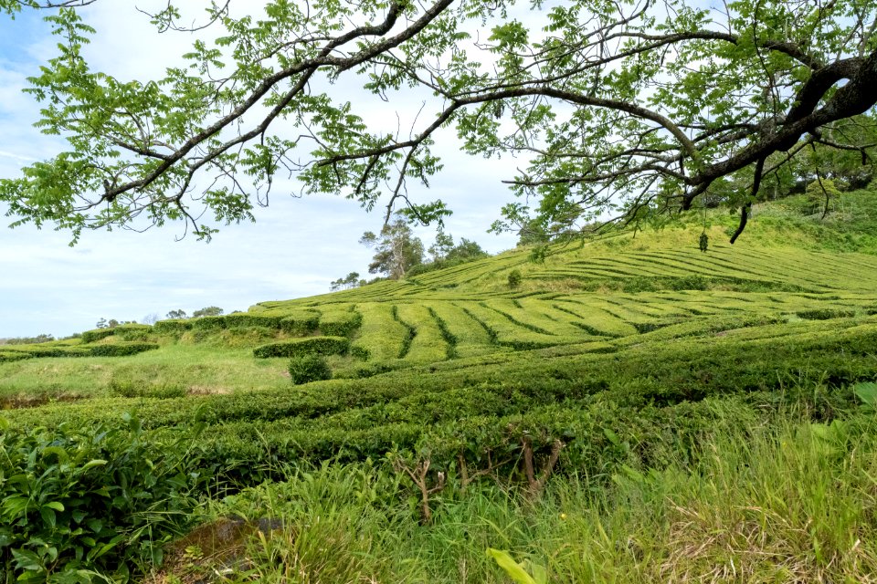 Portugal, So miguel Island, Azores