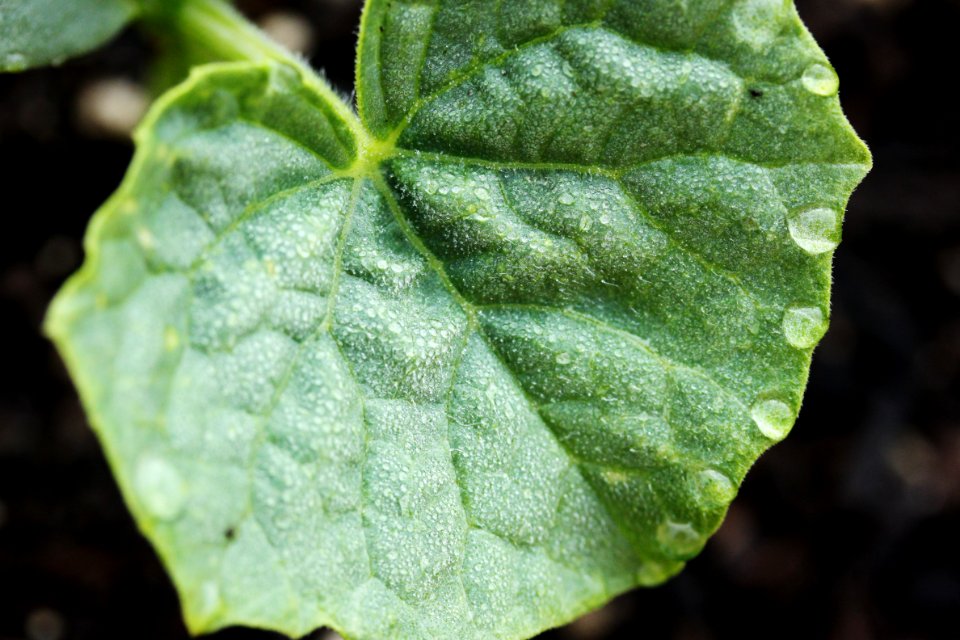 Falmouth, United states, Plant