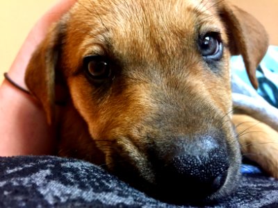 Dog, Eyes, Puppy