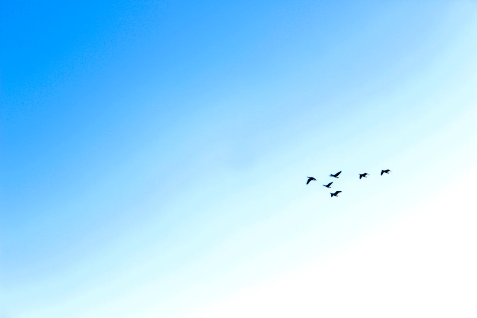 Blue, Sky, Birds